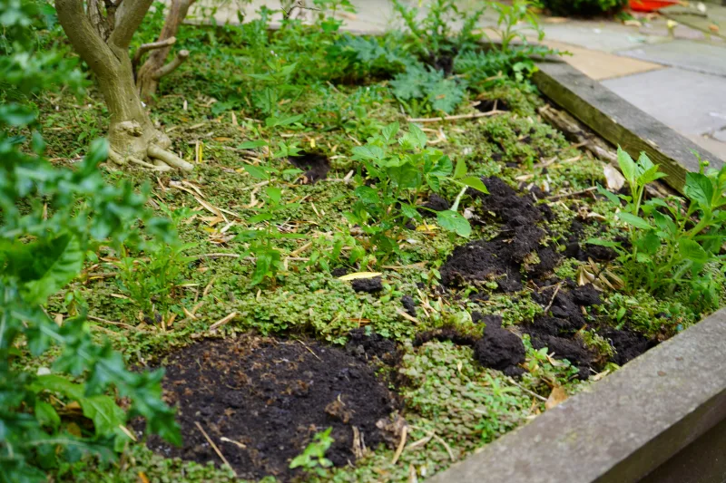 Halliwell Jones MINI Team Spruces Up Garden at Countess of Chester Hospital - Image 416876/1