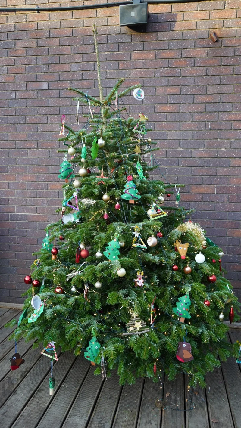 Christmas Tree Donation - Image 535449/1